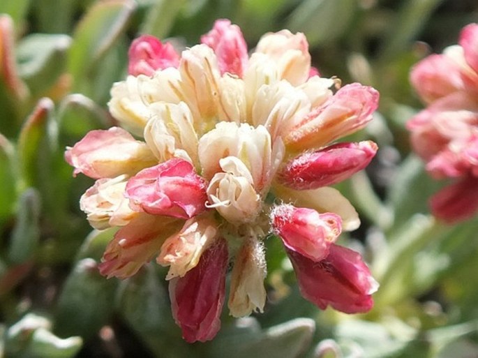 Eriogonum androsaceum