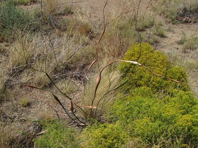 Eriogonum inflatum