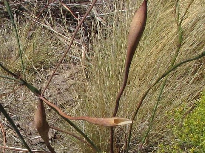 Eriogonum inflatum