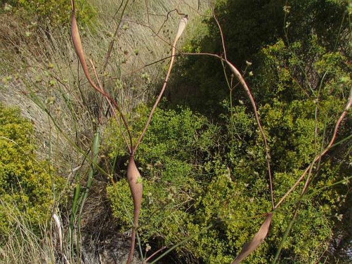 Eriogonum inflatum