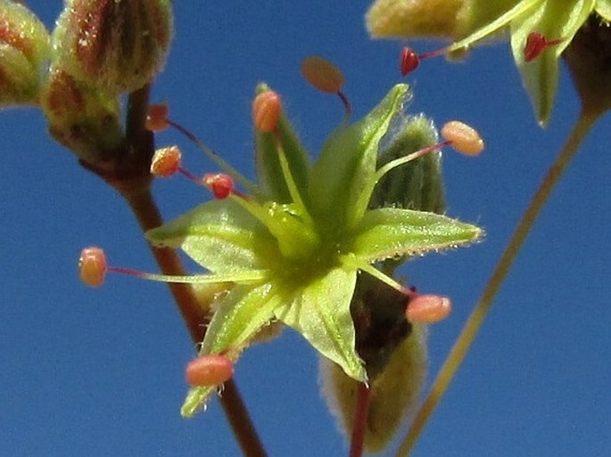 Eriogonum inflatum