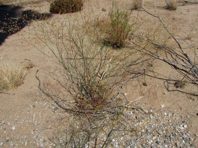 Eriogonum inflatum