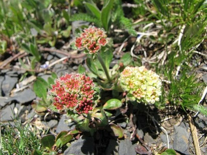 Eriogonum umbellatum