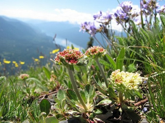 Eriogonum umbellatum