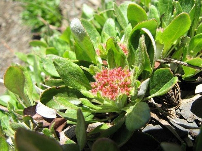 Eriogonum umbellatum