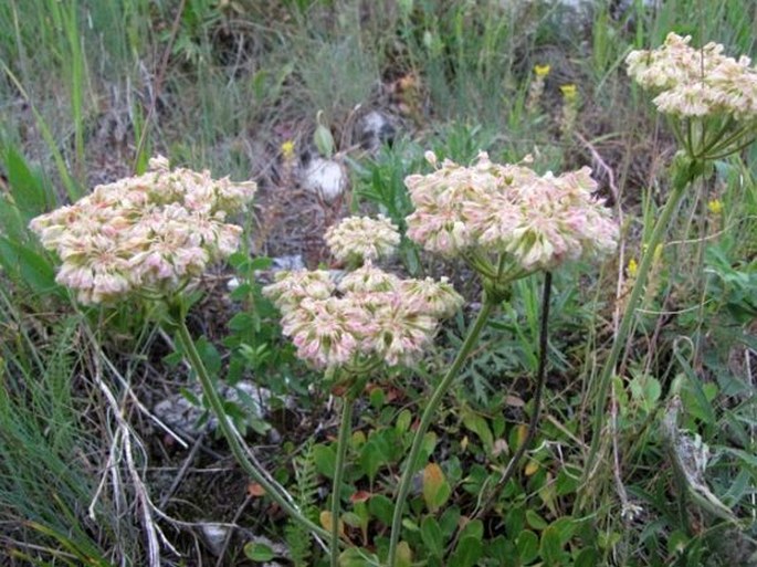 Eriogonum umbellatum