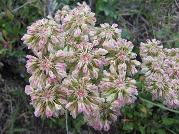 Eriogonum umbellatum