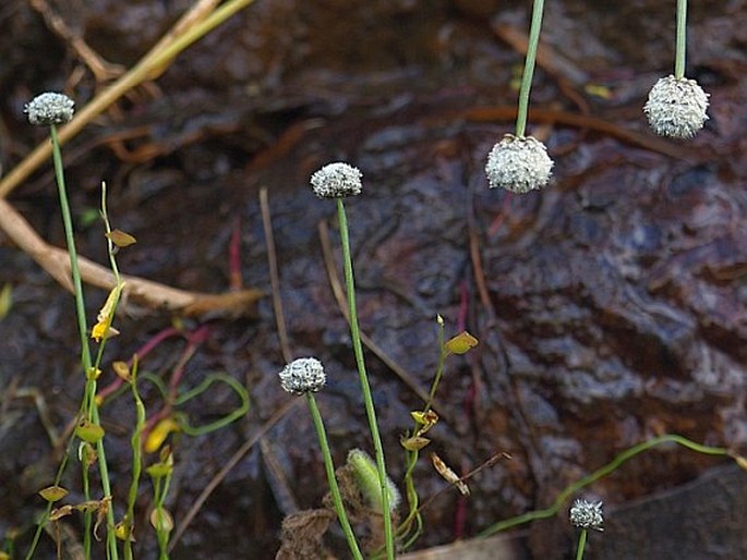 ERIOCAULON ODORATUM Dalzell