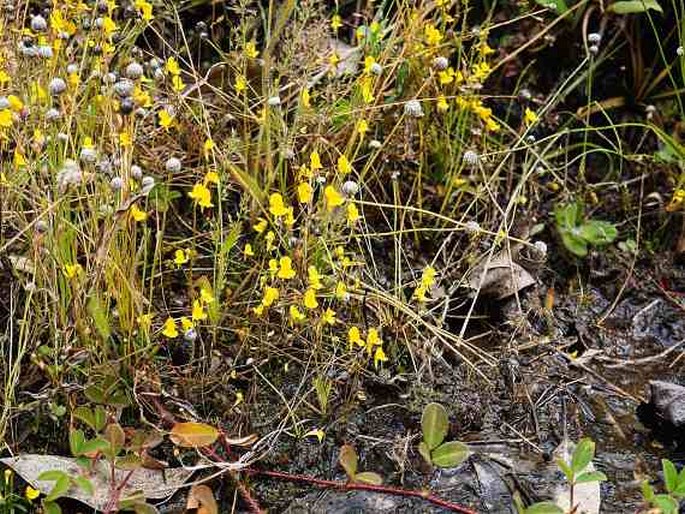 Eriocaulon odoratum