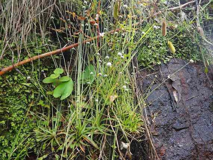 Eriocaulon odoratum