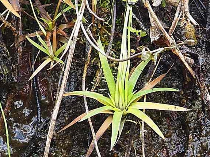 Eriocaulon odoratum