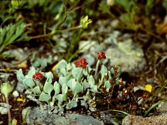 Eriogonum ovalifolium