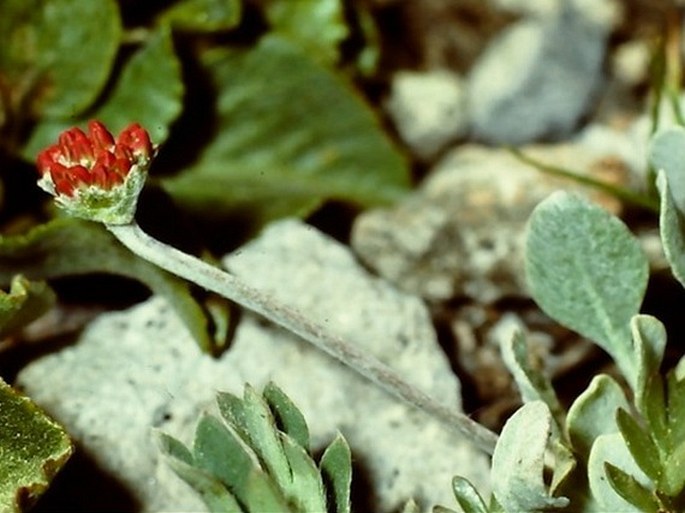 Eriogonum ovalifolium