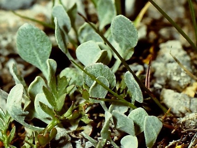 Eriogonum ovalifolium