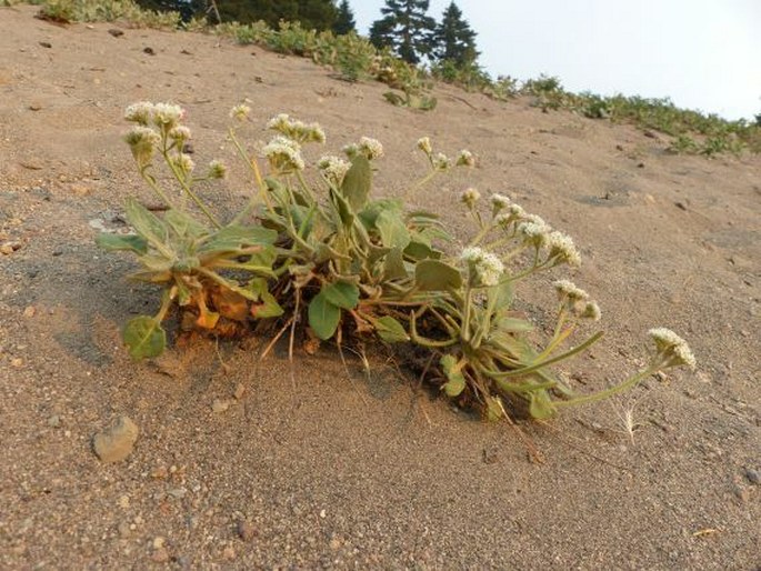 Eriogonum pyrolifolium