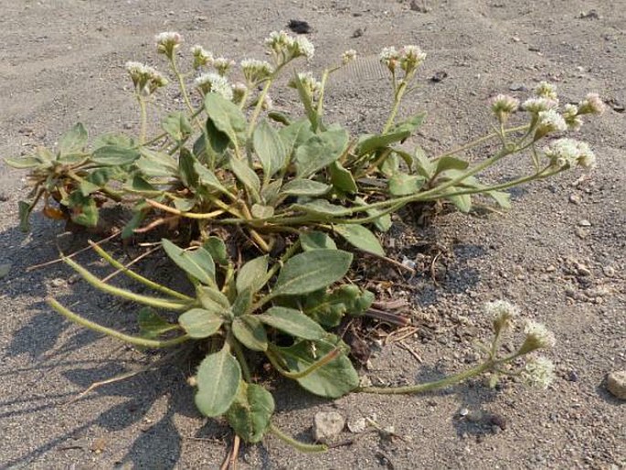 Eriogonum pyrolifolium