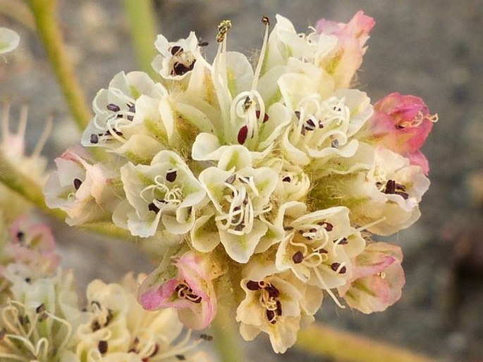 Eriogonum pyrolifolium