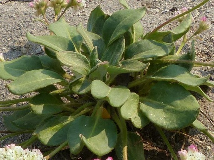 Eriogonum pyrolifolium