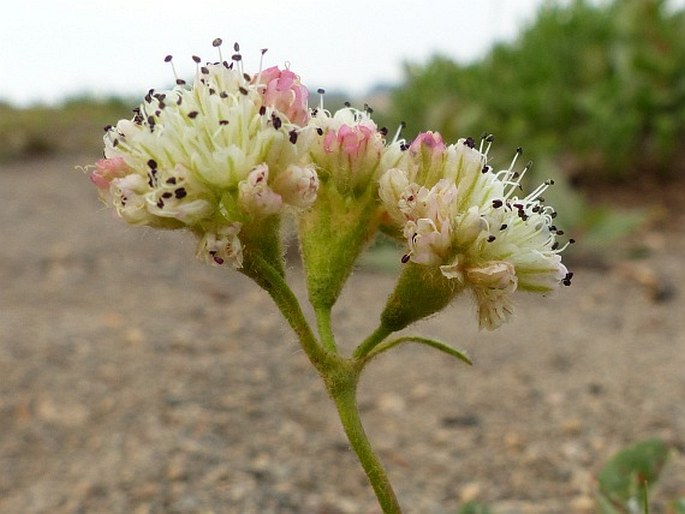 Eriogonum pyrolifolium