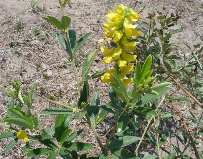 Eriosema psoraleoides