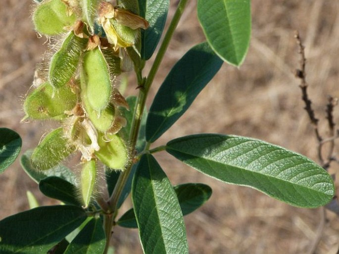 Eriosema psoraleoides