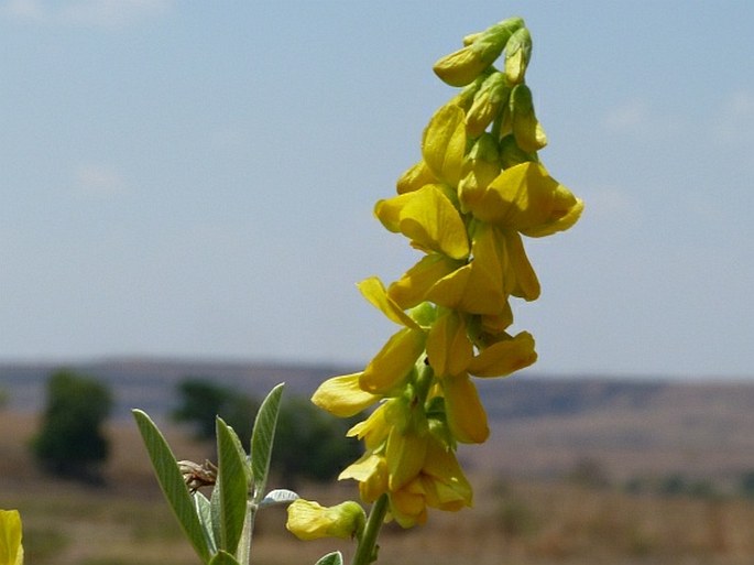 Eriosema psoraleoides