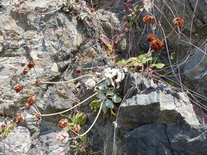 Eriogonum latifolium