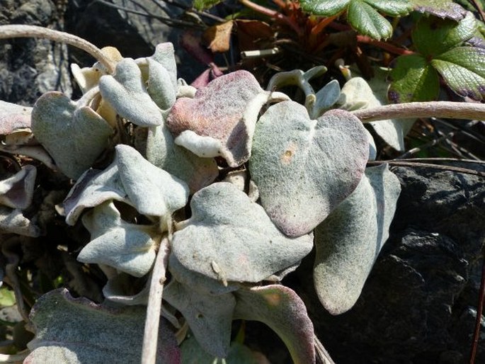 Eriogonum latifolium