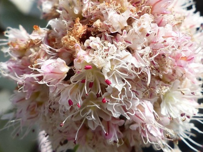 Eriogonum latifolium