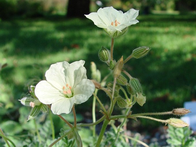 Erodium chrysanthum