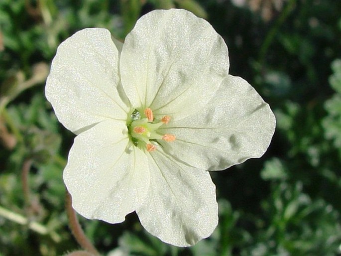 Erodium chrysanthum