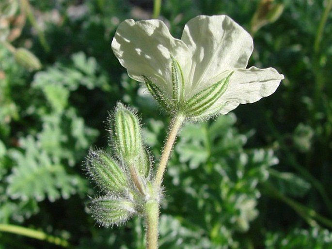 Erodium chrysanthum