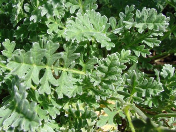 Erodium chrysanthum