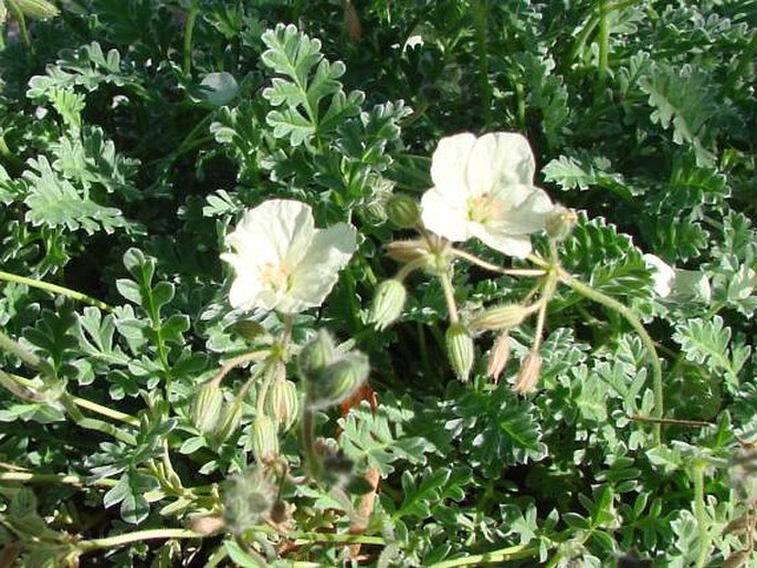 Erodium chrysanthum