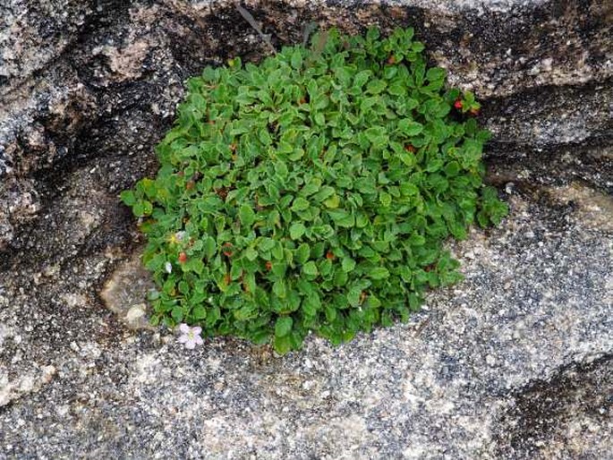 Erodium corsicum