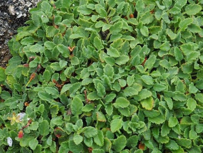 Erodium corsicum