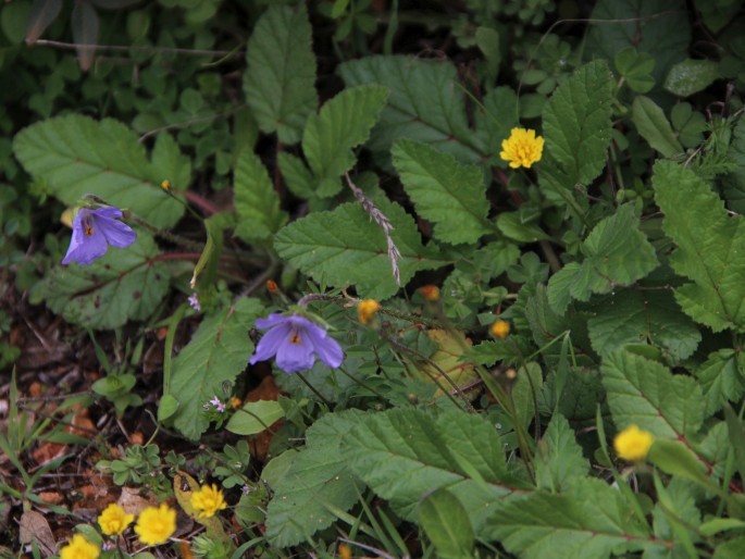 Erodium gruinum