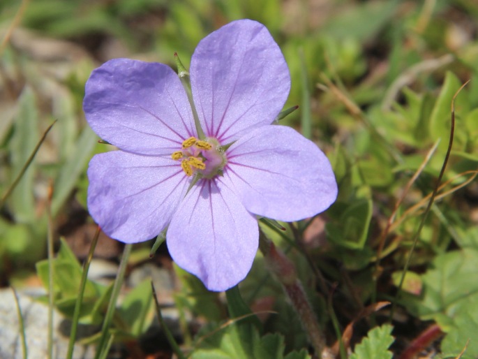 Erodium gruinum