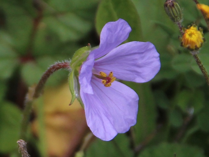 Erodium gruinum