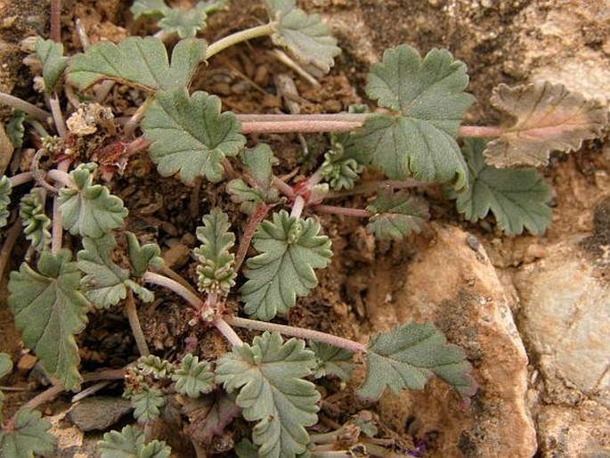 Erodium guttatum