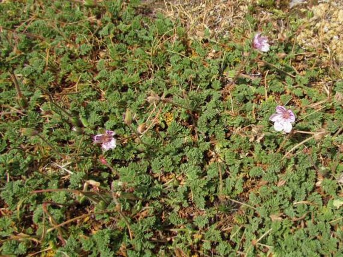 Erodium lucidum