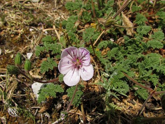 Erodium lucidum