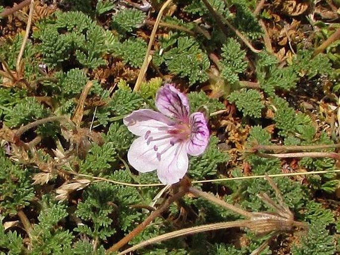 Erodium lucidum