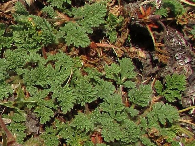 Erodium lucidum