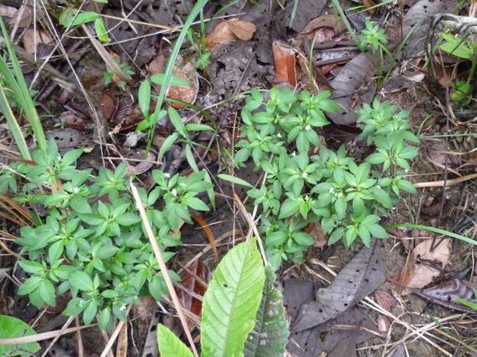 Ertela trifolia