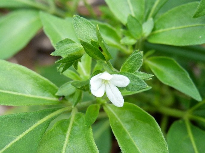 Ertela trifolia