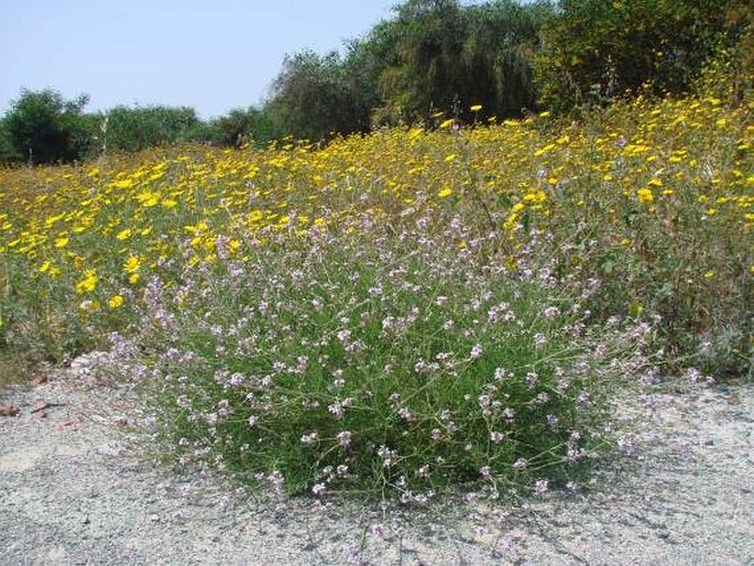 Erucaria hispanica