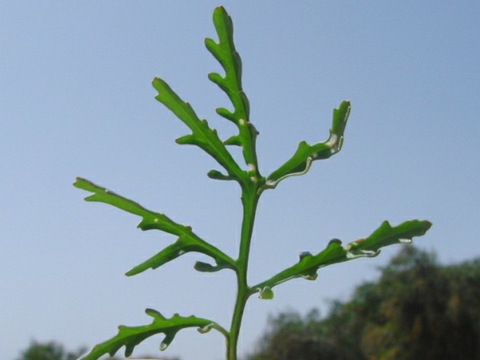 Erucaria hispanica