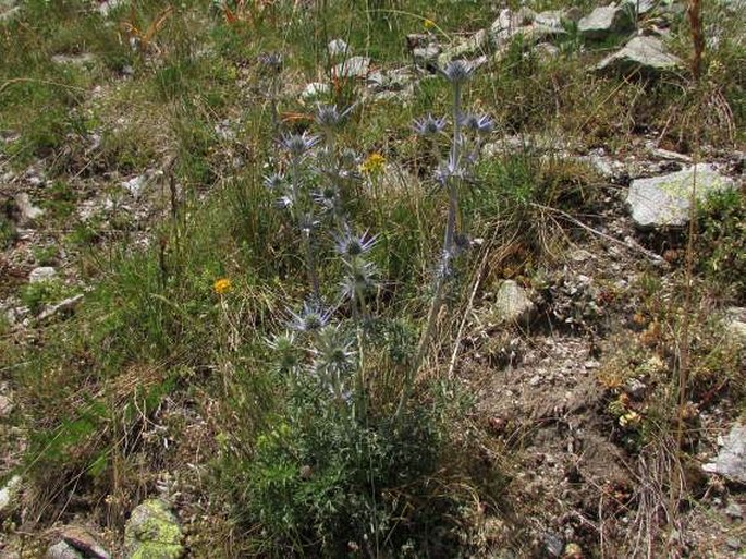 Eryngium bourgatii