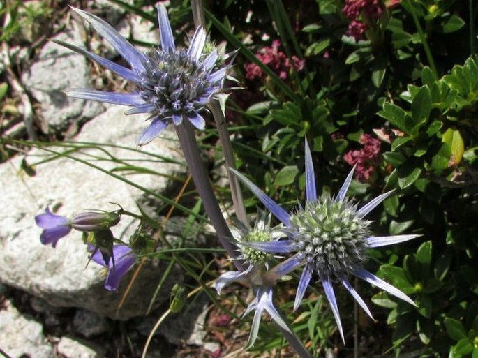 Eryngium bourgatii